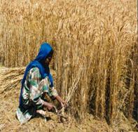 Woman harvesting wheat