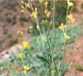 http://www.africa.upenn.edu/faminefood/images/Brassica_carinata_flowering.jpg