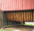 http://lh5.ggpht.com/pricebarns/R01-lCBTjxI/AAAAAAAAAXw/ELVKplRYa5U/Burley%20Tobacco%20curing.jpg?imgmax=640