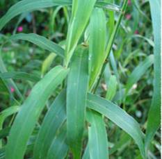 Palmarosa Essential Oil