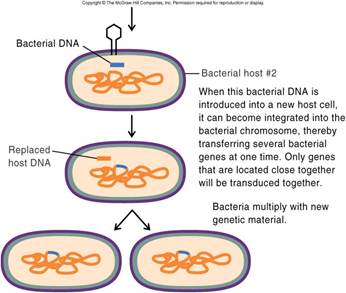 Description: D:\0073023469\chapter8\f8-16b_transduction_gen.jpg