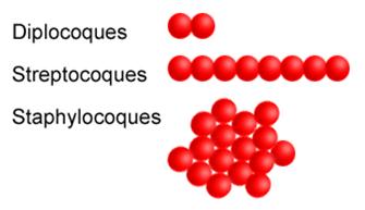 Description: bacteries-cocci