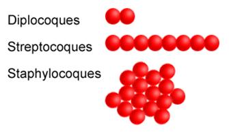 Description: bacteries-cocci