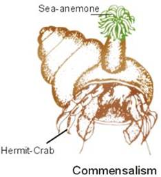 Description: 19497_Commenalism.jpg