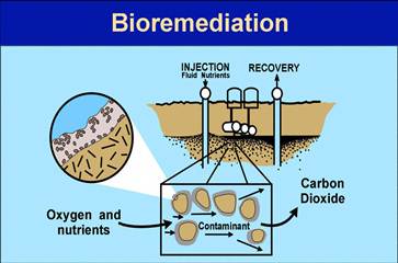 Description: bioremediation-768259.jpg