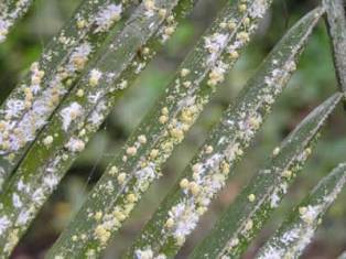 mealybug