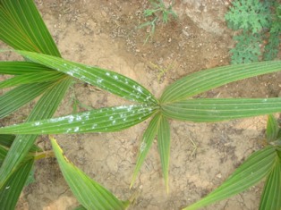 mealybug