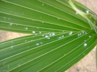 mealybug