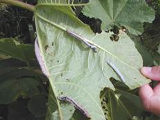 File:Starr 020124-0031 Ricinus communis.jpg