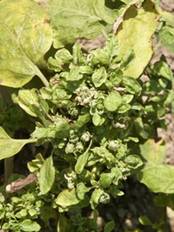 Little leaf disease