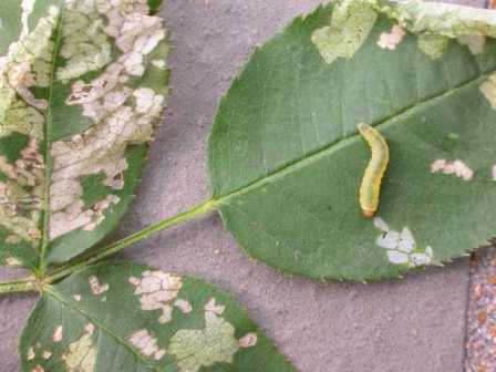 ROSE AND JASMINE  INDEX  PESTS OF ROSE AND JASMINE