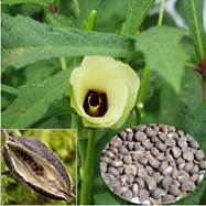 Benefits of Abelmoschus moschatus