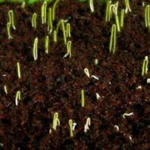 Onion Seed Germinating