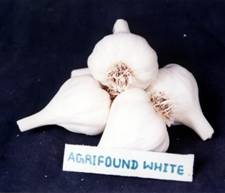 http://www.nhrdf.com/htmlfiles/Garlic/images/GarlicVariety_AgriWhite.jpeg