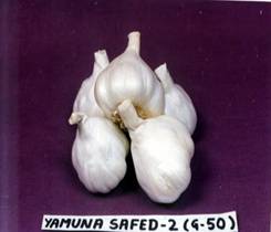 http://www.nhrdf.com/htmlfiles/Garlic/images/GarlicVariety_Yamunasafed2.jpeg