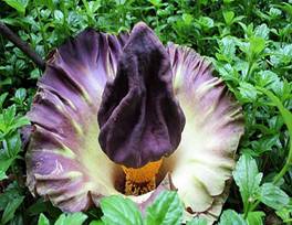 Amorphophallus paeoniifolius บุกคางคก by kadai.