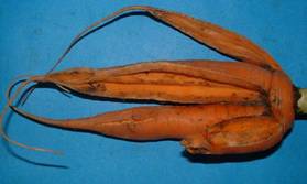 ¿Splitting_and_Forked_Carrot¿