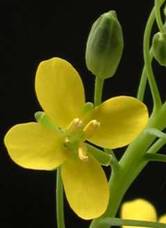 Brassica rapa, flower