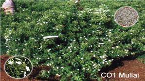 parmulaiCOMBINED