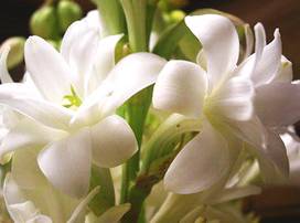 http://essentialoilscompany.com/shop/images/Tuberose_1a.jpg