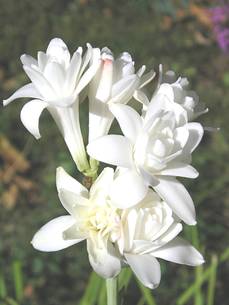 http://lesparfumsisabelle.co.uk/images/tuberose.jpg