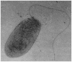 a historical review of bacterial blight of rice. a historical review of bacterial blight of rice.