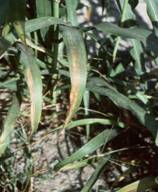 Sorghum Leaf blight