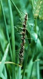 Loose smut of wheat