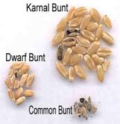 bunt of wheat