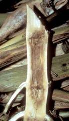 stalk rot
