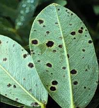 Late leafspot