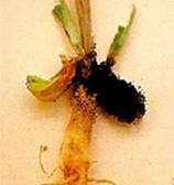 crown rot