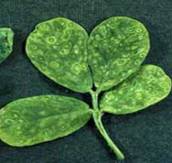 Bud necrosis